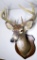 Large Eight-Point Pennsylvania Whitetail Buck Taxidermy Mount