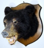 Pennsylvania Black Bear Game Mount