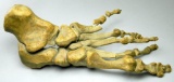 Real Human Articulated Skeleton Bone Foot