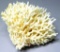 White Natural Sea Coral Piece