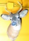 White Tail Buck Taxidermy Mount