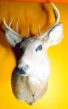 Buck Whitetail Deer Mount Taxidermy