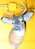 White Tail Buck Taxidermy Mount