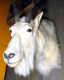 White Rocky Mountain Goat Taxidermy Mount