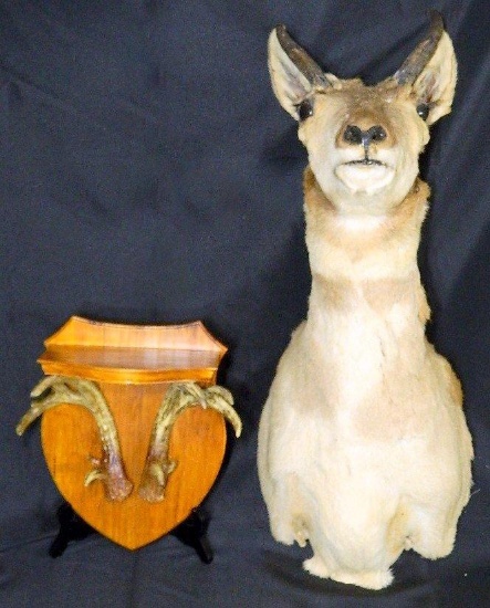 Pronghorn Mount and Deer Antlers Shelf