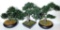 3 Faux Bonsai Plants in Pots