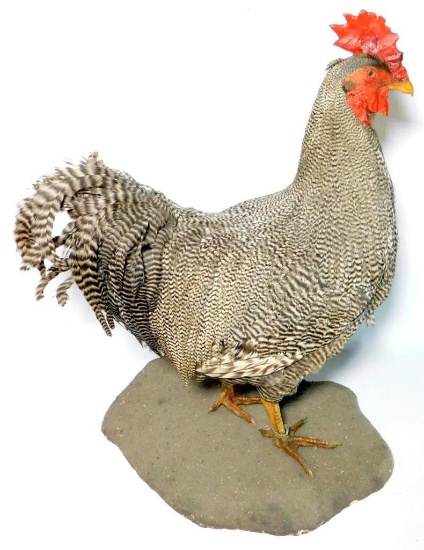 Plymouth Rock / Barred Rock Rooster Taxidermy Mount