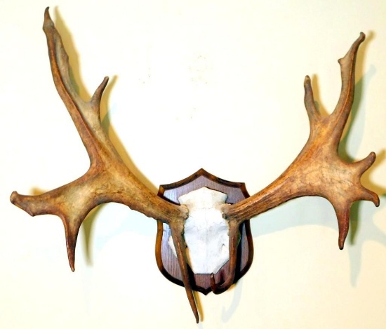 Caribou Antler Mount