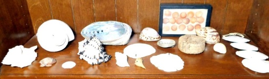 Large Collection of Sea Shells