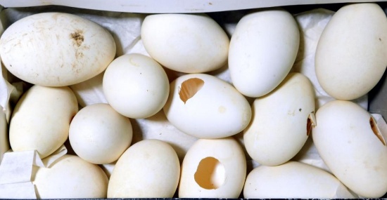 Large Collection of Canadian Goose Eggs