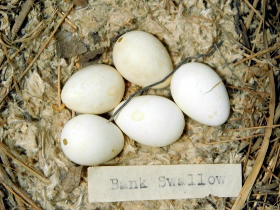 Collections of Small Bird Eggs and Nest