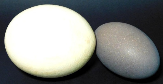 Three Ostrich Eggs