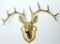 Brass Buck Wall Display Mount