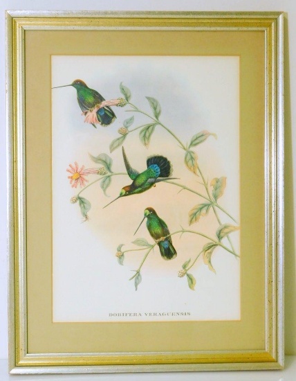 Lithograph of Hummingbirds, Framed
