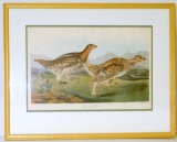 Framed Lithograph of Sharp-tailed Grouse Pair