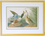 Framed Lithograph of a Pair of Shoveller Ducks