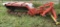 Kuhn Disc Mower