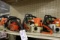 Times 4 - Stihl MS260/011AV/020021/Ms180C chainsaw power units