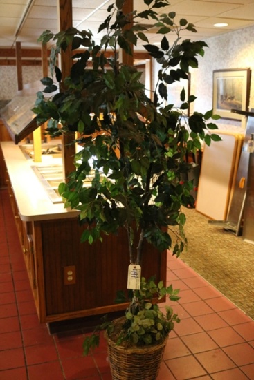Fig tree
