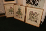 Set of 4 - herb framed prints