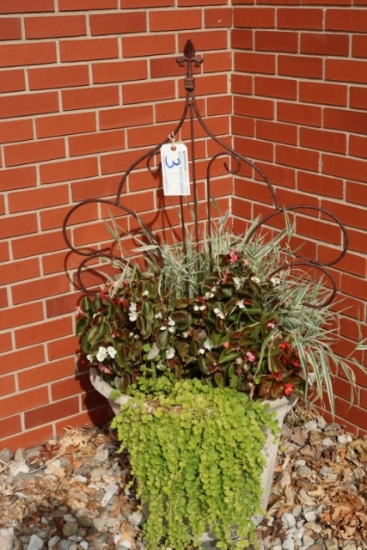 Flower pot with plant