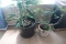 Pair to go - potted plants