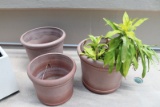 All to go - 3 round potted plants