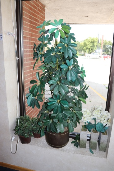 All to go - plants, flowers and 2 plates