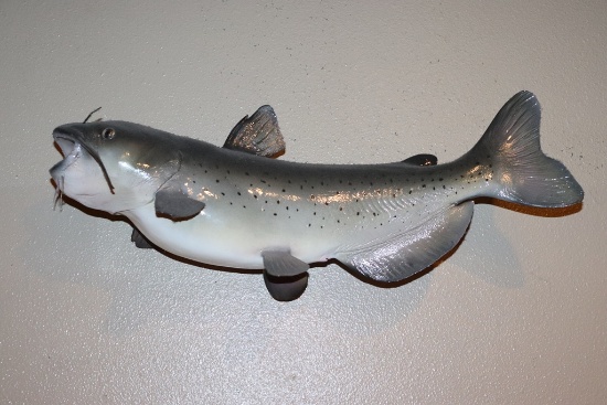 Wall mount Catfish