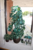 All to go - plants, flowers and 2 plates