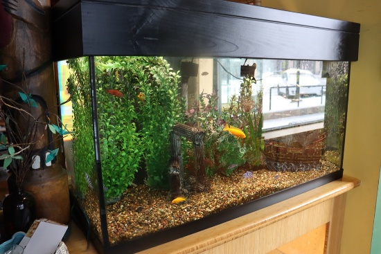 18" x 48" x 24" aquarium - no decor