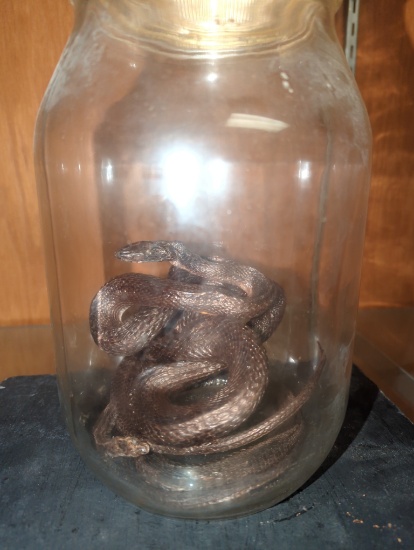 Just added - Glass jar with 2 snakes