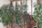 All to go -Fig trees
