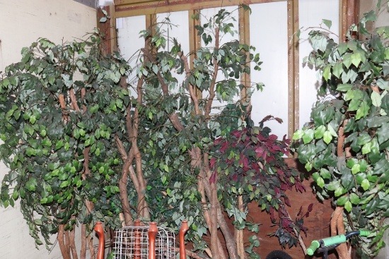 All to go -Fig trees