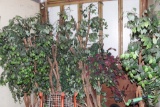 All to go -Fig trees