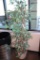 5 ft tall fig tree