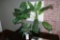 All to go - floral/plant décor