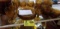 Tiara Amber Sandwich Set; includes Dinner Plates, Salad Plates, Goblets, and Dessert Bowls; 56+ Piec