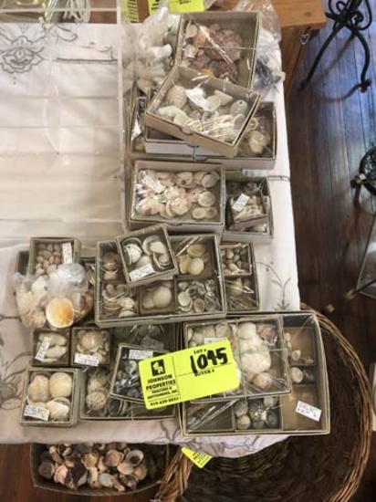 Collection of Shells from St. Martin, sorted and individually wrapped, approx. 30 boxes and one larg
