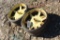 2 JD PLANTER PRESS WHEELS