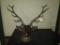 Large vintage cast elk head mount with brass antlers, tag#5219