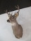 Whitetail Buck Mount~3213