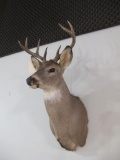 Whitetail Buck Mount~3213