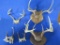 Whitetail antlers~5392