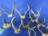 Misc. antlers~5394