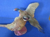 2- Pheasant mounts~5443