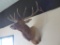 North American Elk (Cervus canadensis) shoulder mount. Excellent condition!