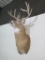 White-tailed Deer shoulder mount. Excellent condition! **LOCAL PICKUP ONLY,