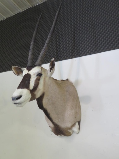 African Gemsbok (Oryx gazella) shoulder mount. Excellent condition! **LOCAL