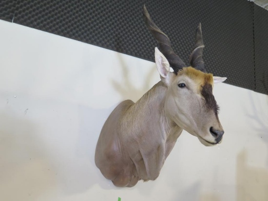 African Eland (Taurotragus oryx) shoulder mount. Very large, excellent cond